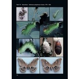 Saturniidae of the World - Pfauenspinner der Welt