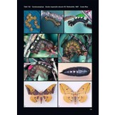 Saturniidae of the World - Pfauenspinner der Welt