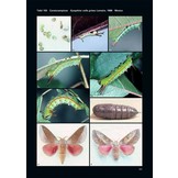 Saturniidae of the World - Pfauenspinner der Welt