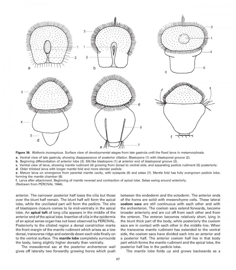 Atlas of Comparative Invertebrate Embryology: The Archicoelomata Theory (5-Volume Set)