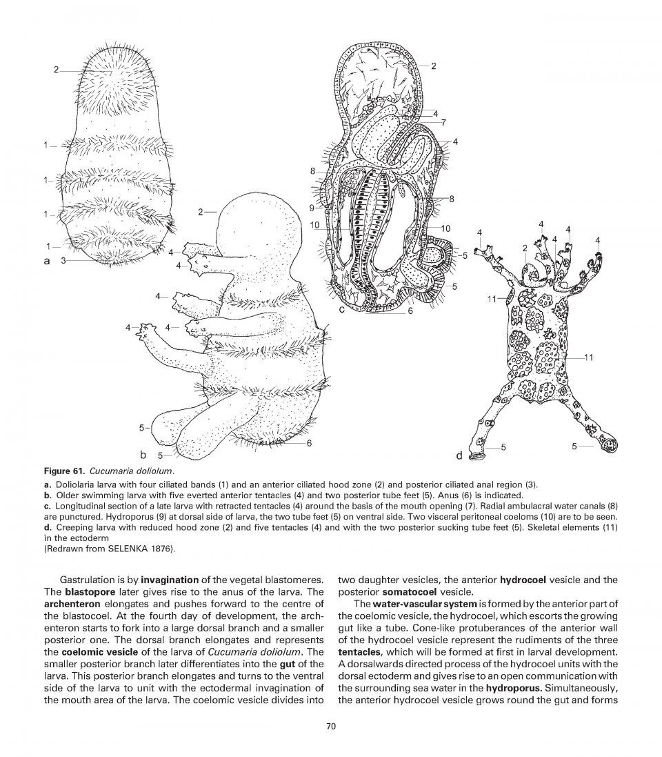Atlas of Comparative Invertebrate Embryology: The Archicoelomata Theory (5-Volume Set)