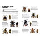 Pocket Guide to the Bumblebees of Great Britain and Ireland