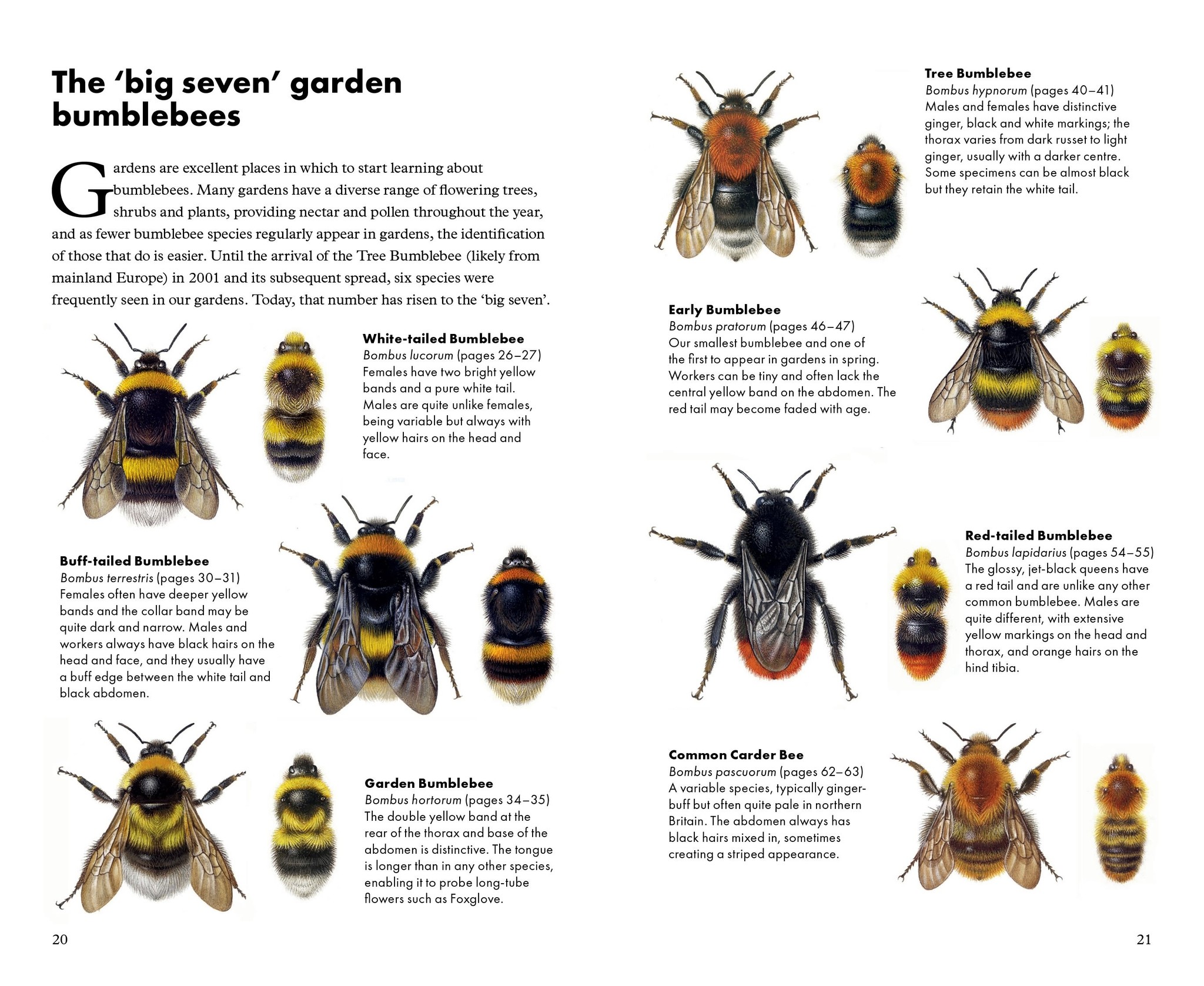 Pocket Guide to the Bumblebees of Great Britain and Ireland