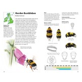 Pocket Guide to the Bumblebees of Great Britain and Ireland