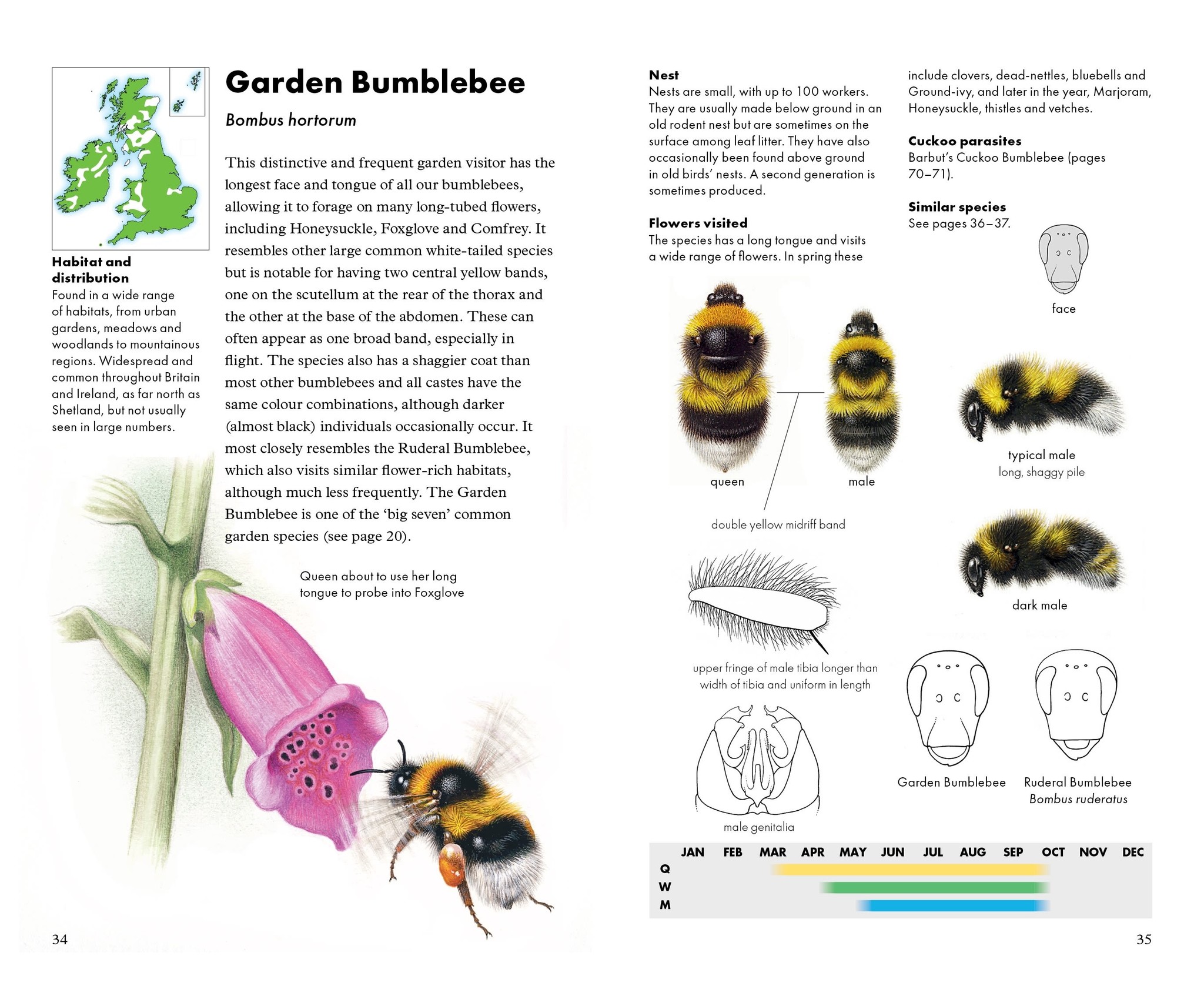 Pocket Guide to the Bumblebees of Great Britain and Ireland