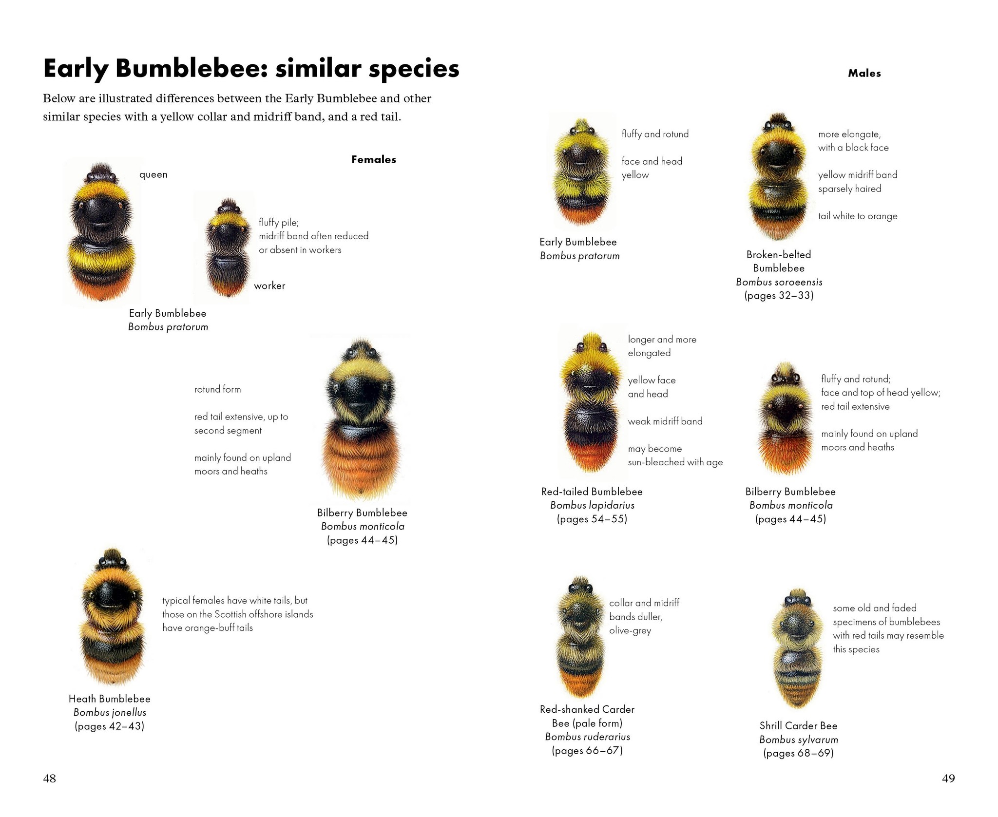 Pocket Guide to the Bumblebees of Great Britain and Ireland