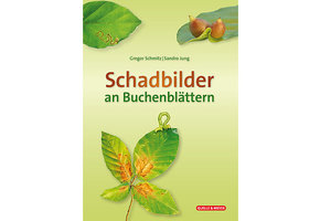 Schadbilder an Buchenblättern