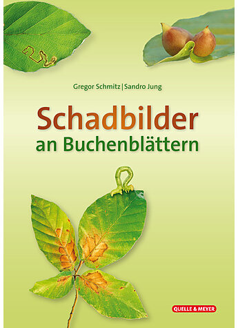 Schadbilder an Buchenblättern