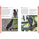 Birds of Bali, Sumatra and Java - A Photographic Guide