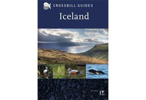 Crossbill Guide Iceland