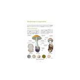 A la découverte des Champignons de Bourgogne-Franche-Comté