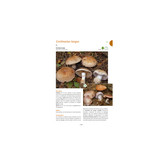 A la découverte des Champignons de Bourgogne-Franche-Comté