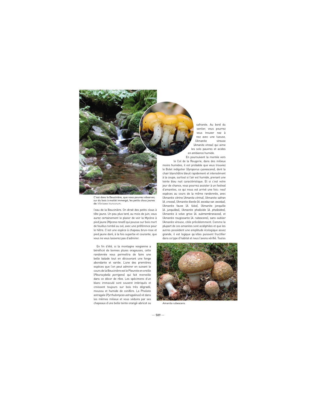 A la découverte des Champignons de Bourgogne-Franche-Comté