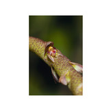 Les Orchidées de Guyane