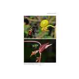 Les Orchidées de Guyane