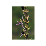 Les Orchidées de Guyane