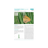 Atlas des papillons de Jour d'Aquitaine