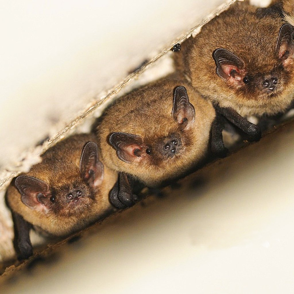 BT-1a Fledermaushöhle