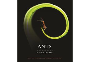 Ants: A Visual Guide