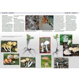 Edible Fungi of Britain and Northern Europe: How to Identify, Collect and Prepare