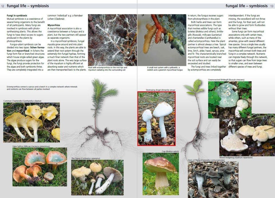 Edible Fungi of Britain and Northern Europe: How to Identify, Collect and Prepare