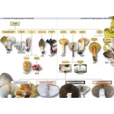 Edible Fungi of Britain and Northern Europe: How to Identify, Collect and Prepare