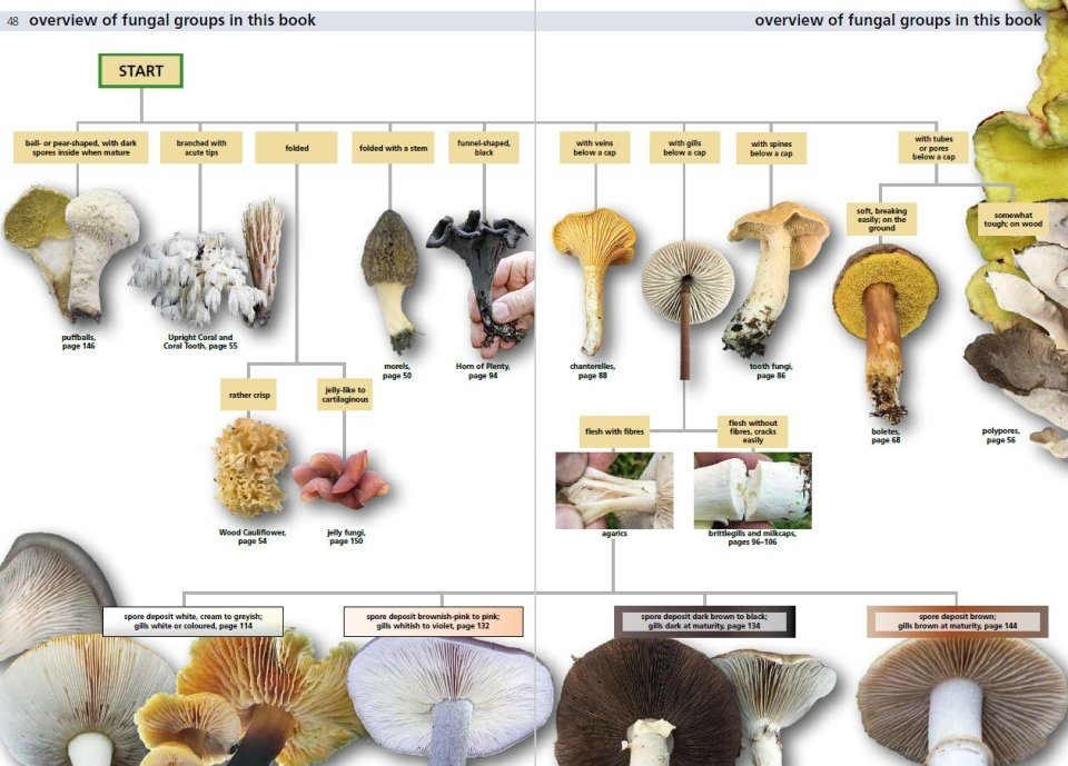 Edible Fungi of Britain and Northern Europe: How to Identify, Collect and Prepare