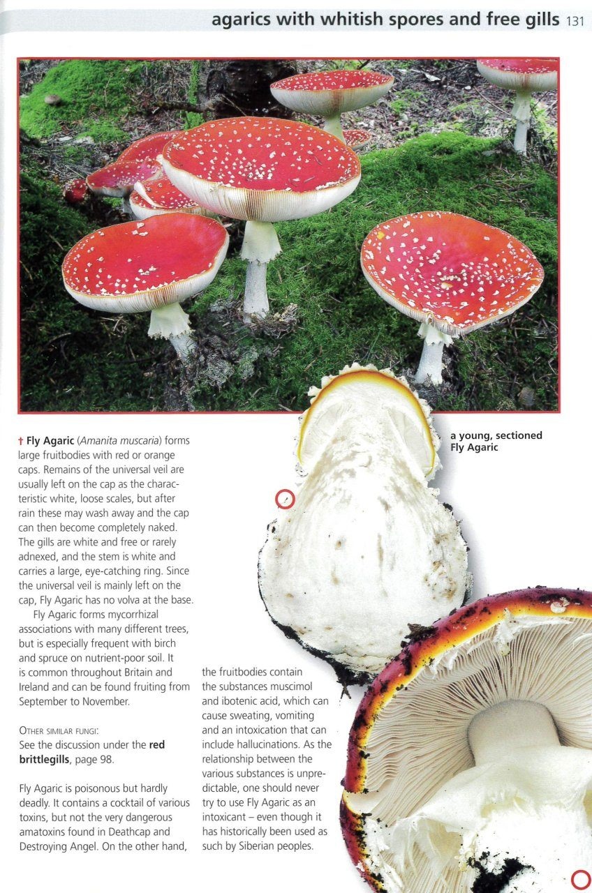 Edible Fungi of Britain and Northern Europe: How to Identify, Collect and Prepare