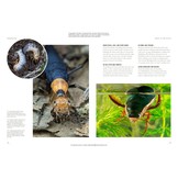 The Lives of Beetles: A Natural History of Coleoptera