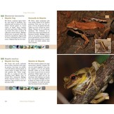 Terrestrial Fauna of the Comoros Archipelago / Faune Terrestre de l’Archipel des Comores