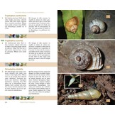 Terrestrial Fauna of the Comoros Archipelago / Faune Terrestre de l’Archipel des Comores