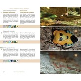 Terrestrial Fauna of the Comoros Archipelago / Faune Terrestre de l’Archipel des Comores