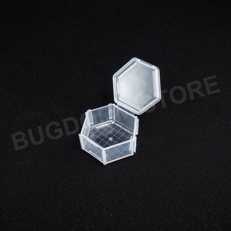 BD5062 Insektenzuchtbox