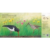 Kom erbij, in mijn wei! - Maak kennis met de weidevogels