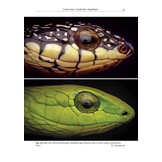 A Field Guide to the Reptiles and Amphibians of Kenya