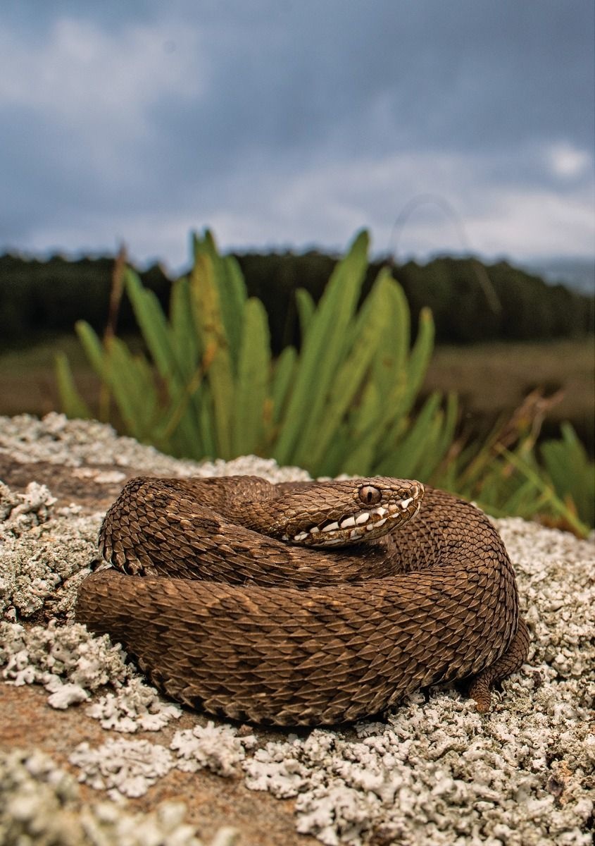 A Field Guide to the Reptiles and Amphibians of Kenya - Veldshop.nl