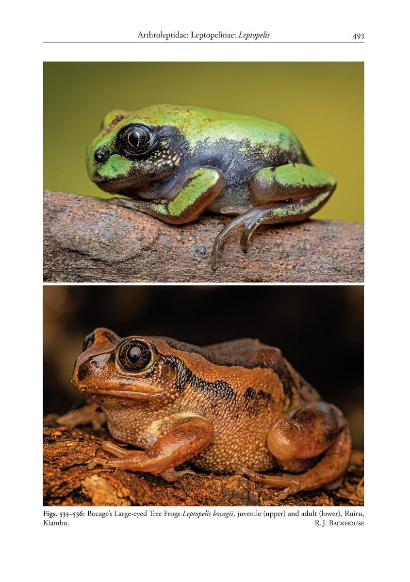 A Field Guide to the Reptiles and Amphibians of Kenya - Veldshop.nl