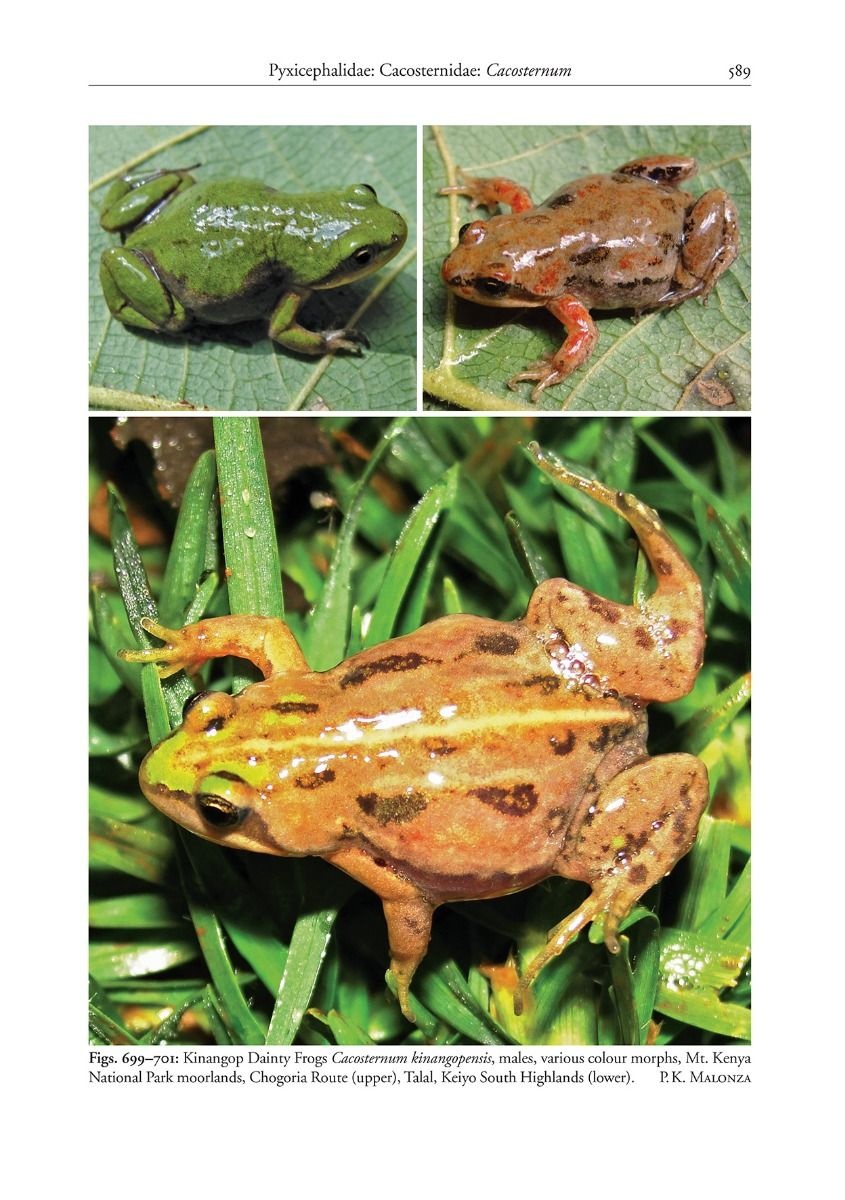 A Field Guide to the Reptiles and Amphibians of Kenya - Veldshop.nl