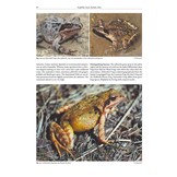 The Amphibians and Reptiles of Russia