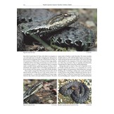 The Amphibians and Reptiles of Russia