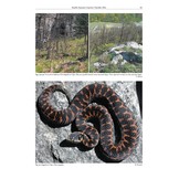 The Amphibians and Reptiles of Russia