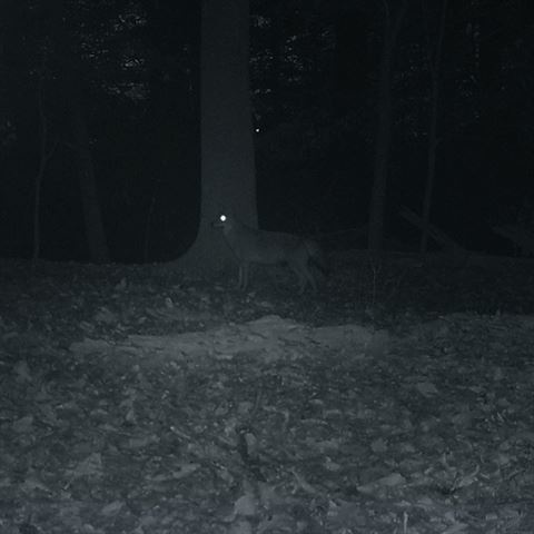 Carson Digital Pocket Night Vision Monocular miniAura