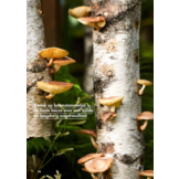 Zelf eetbare paddenstoelen kweken