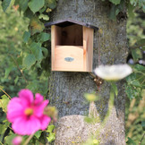 Birdhouse Robin