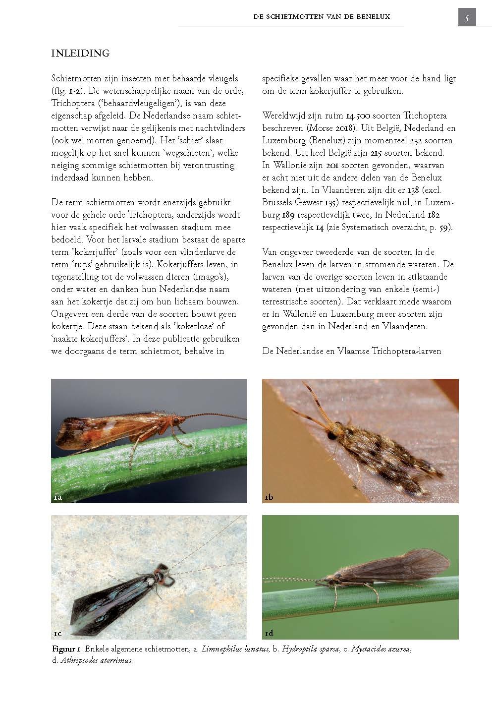 De Schietmotten van de Benelux (Trichoptera)