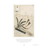 Aerangis - 2nd Edition