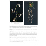 Aerangis - 2nd Edition