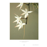 Aerangis - 2nd Edition