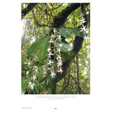 Aerangis - 2nd Edition