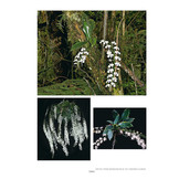 Aerangis - 2nd Edition